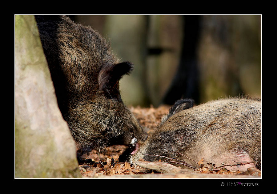 Wildschweinische Anmache!