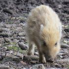 Wildschweinkind