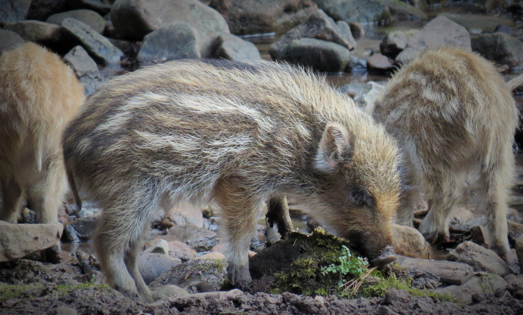 Wildschweinkinder