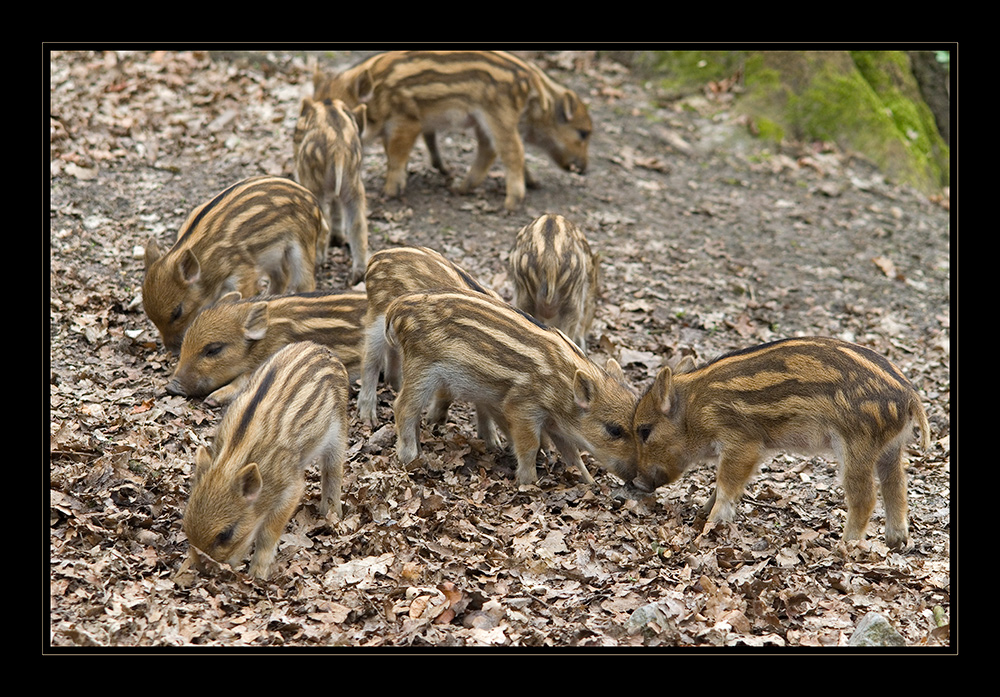 Wildschweinkindergarten