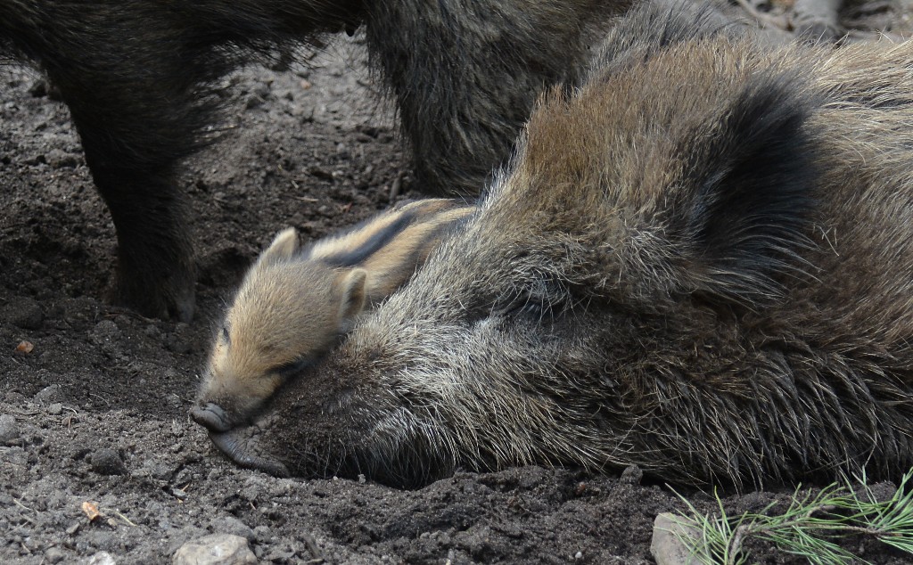 Wildschweinliebe