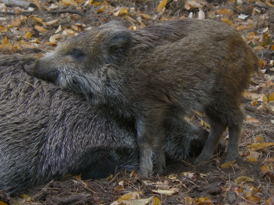 Wildschweinliebe