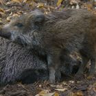 Wildschweinliebe