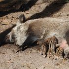 Wildschweinmama 