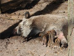 Wildschweinmama 