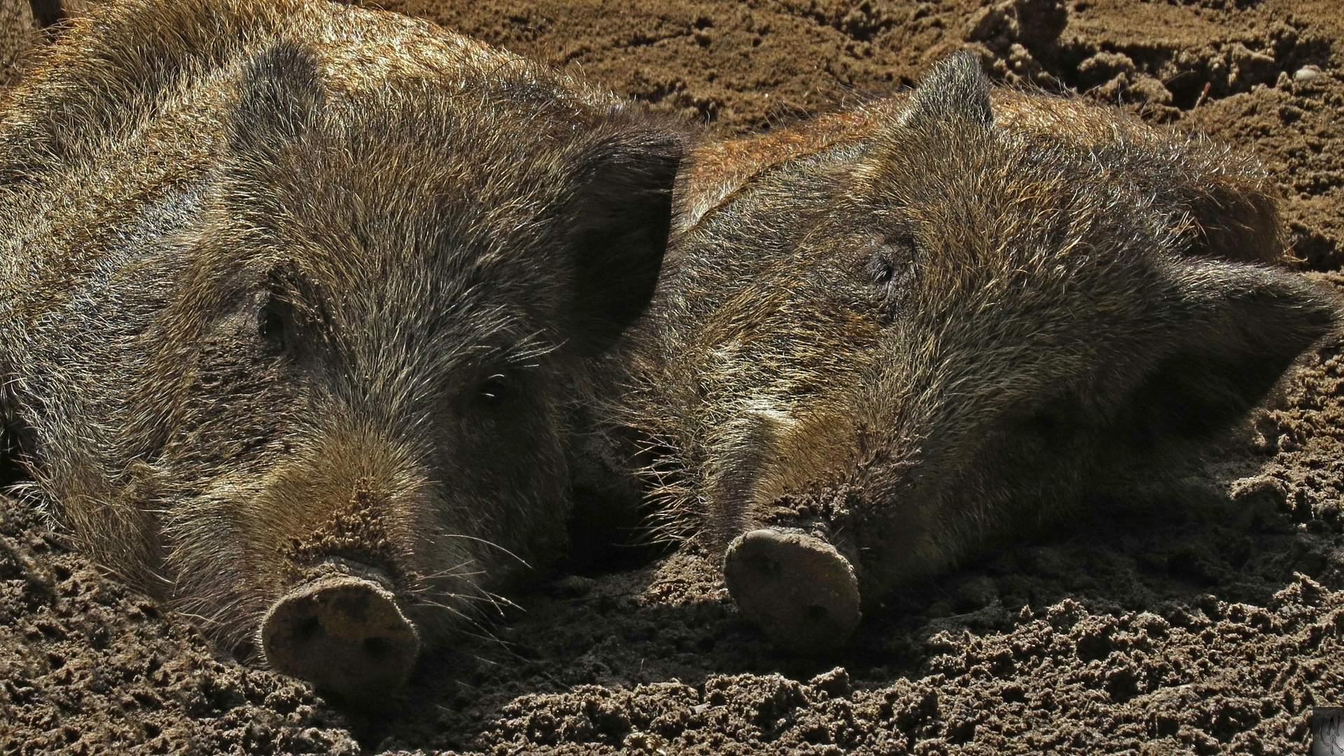 Wildschweinnachwuchs