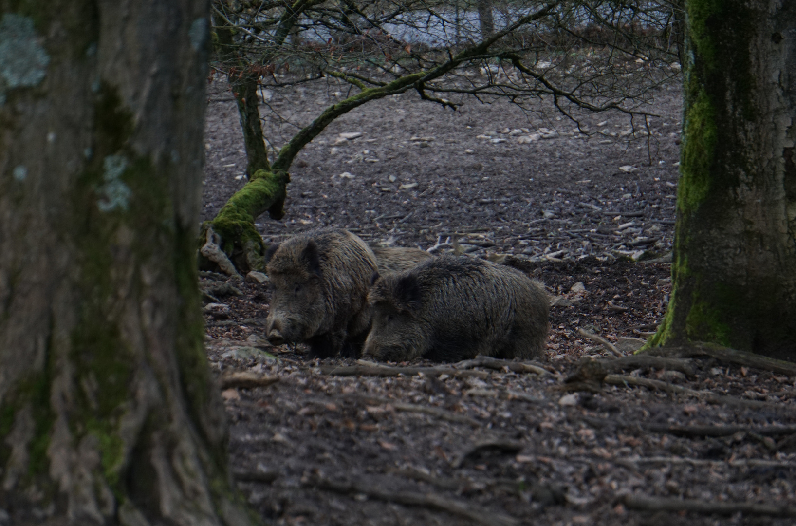 Wildschweinpaar