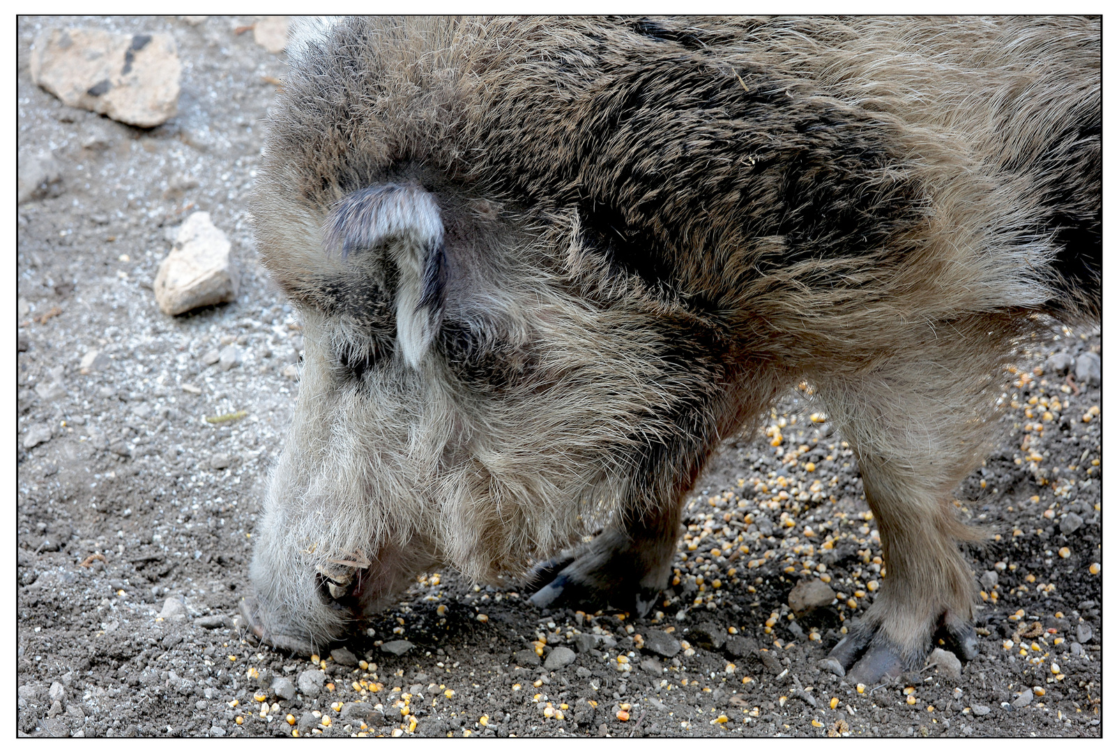 Wildschweinportrait