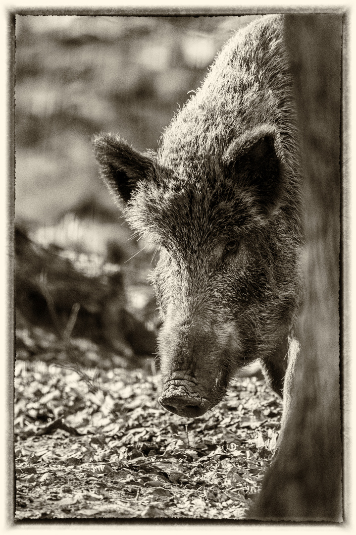 Wildschweinportrait