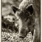 Wildschweinportrait