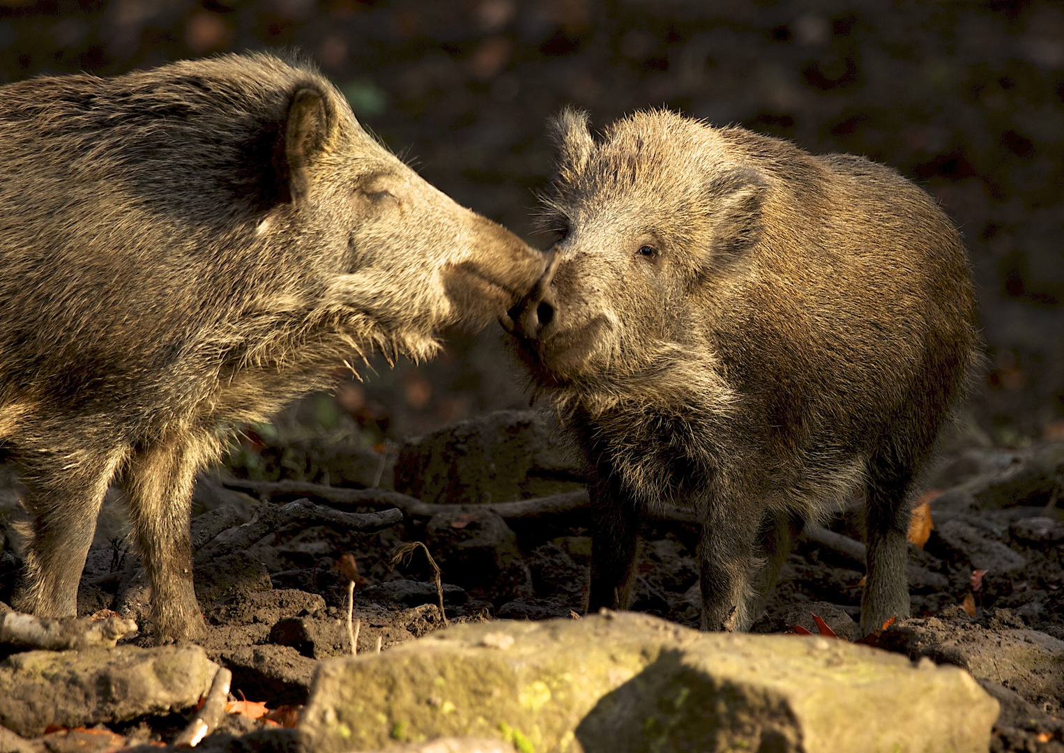 Wildschweinromanze