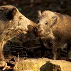 Wildschweinromanze