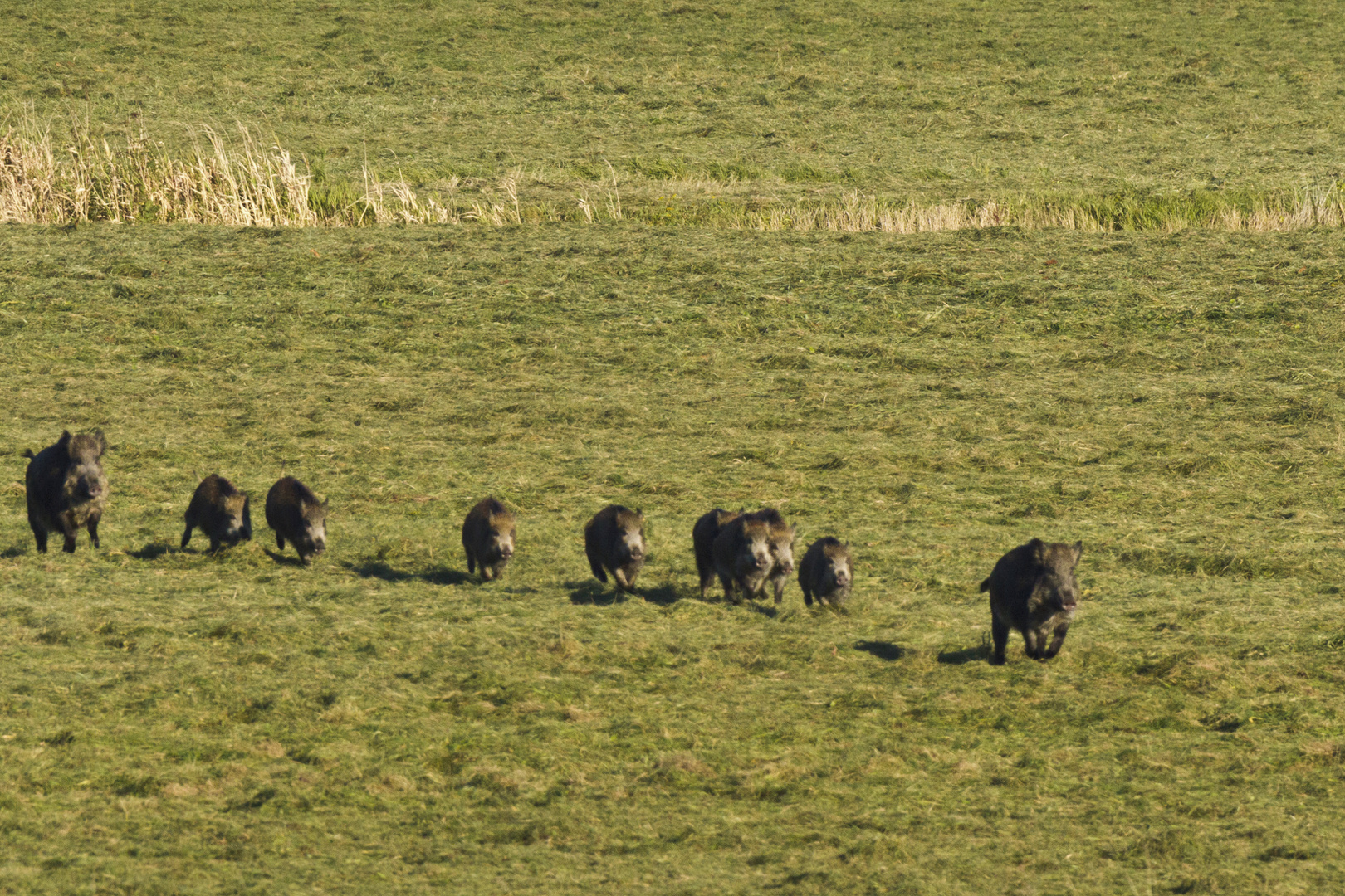 Wildschweinrotte