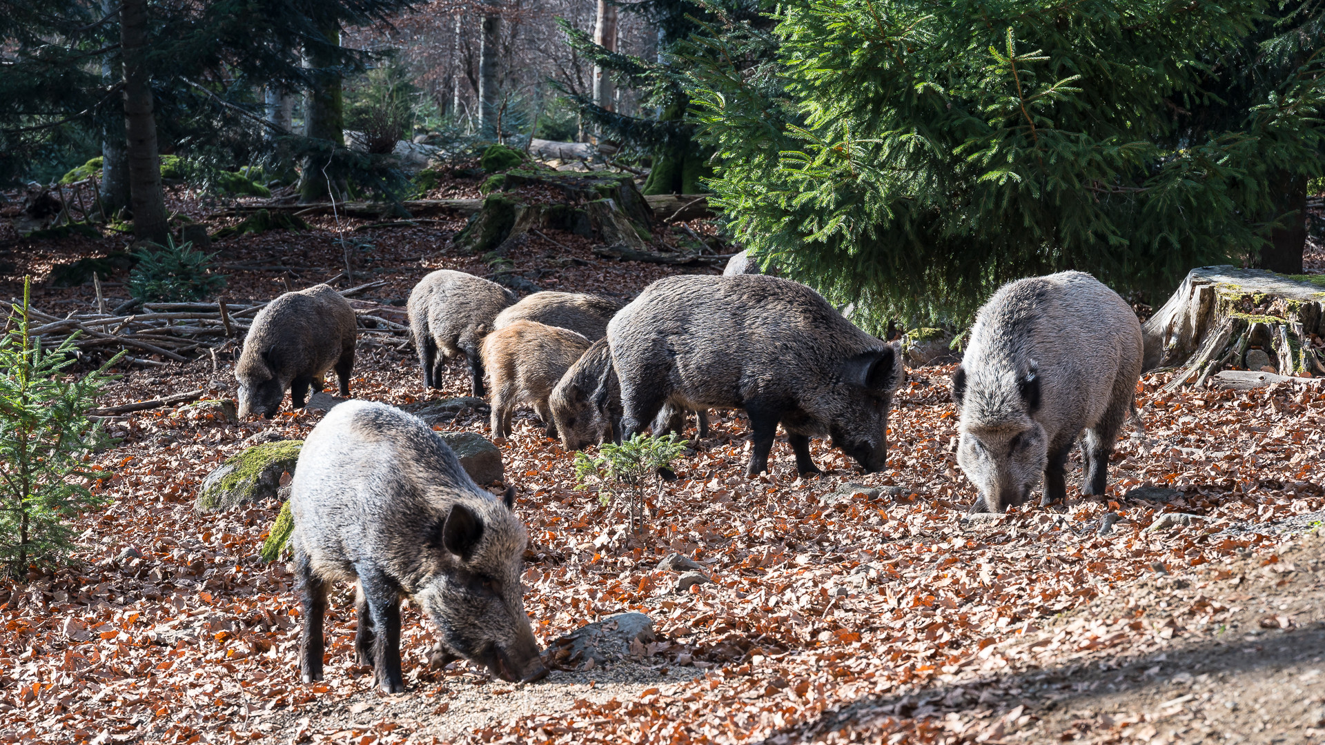 Wildschweinrotte