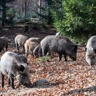 Wildschweinrotte