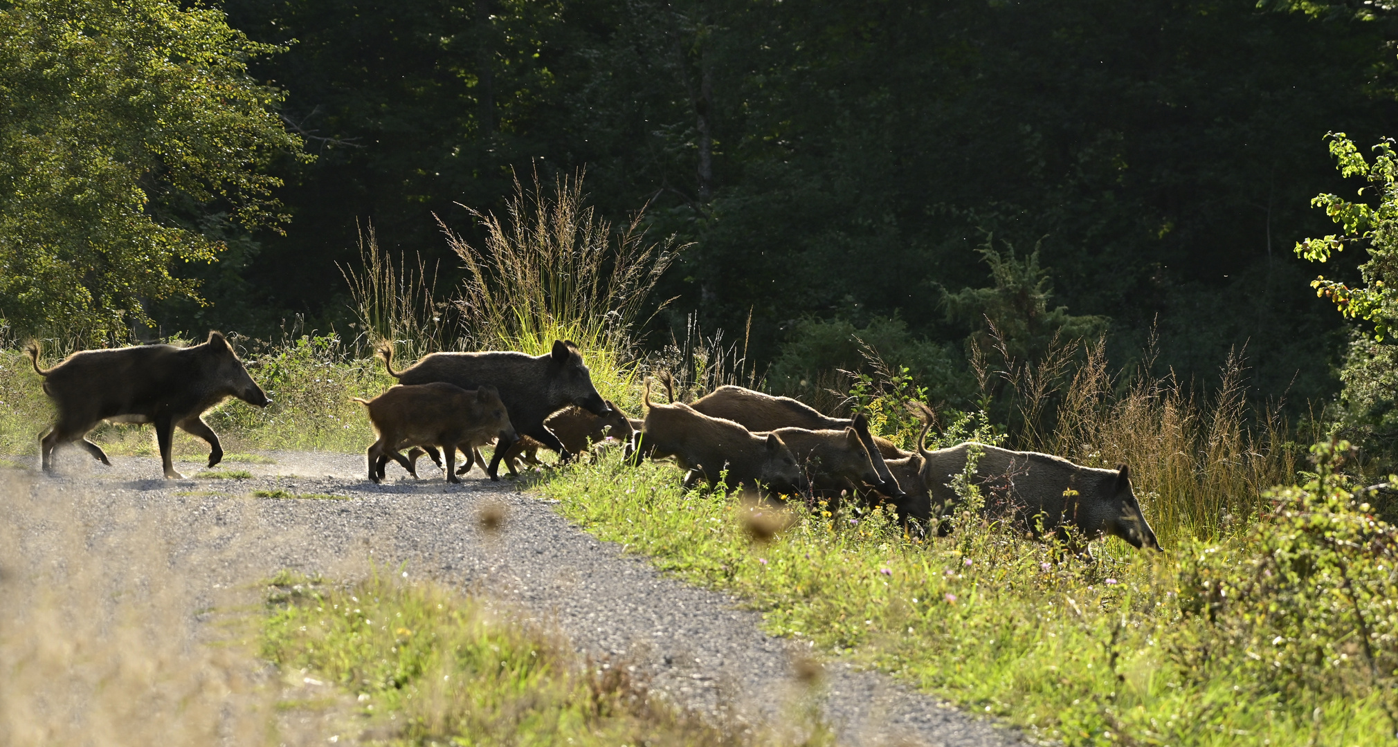 Wildschweinrotte