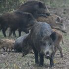 Wildschweinrotte Achtung