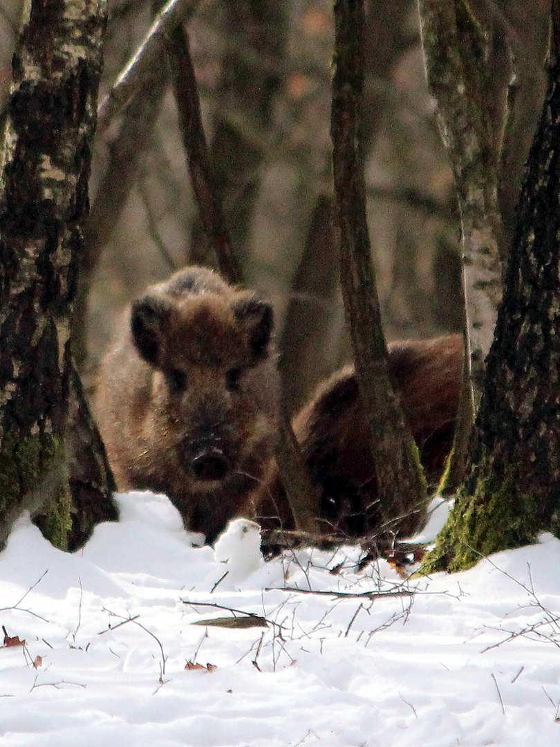 Wildschweinrotte bei Gilsbach