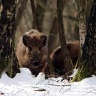 Wildschweinrotte bei Gilsbach