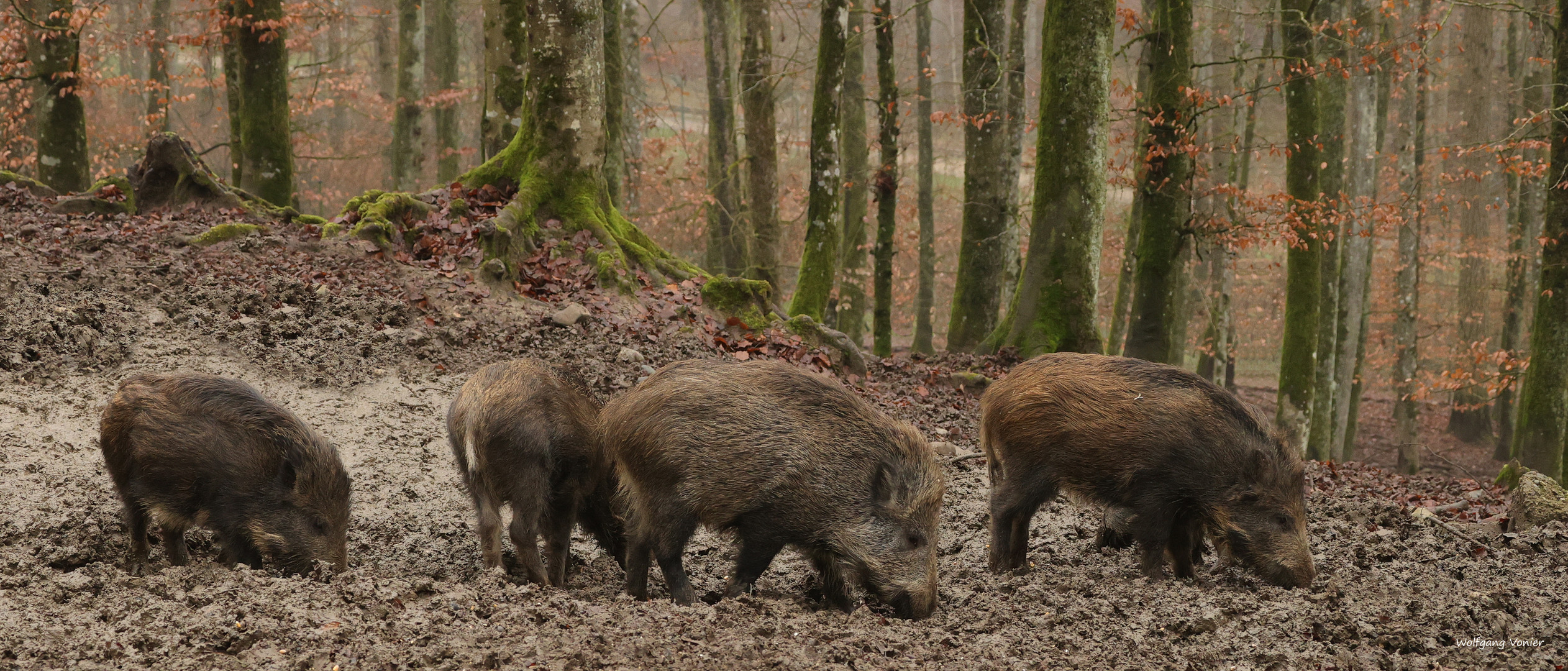 Wildschweinrotte