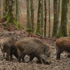 Wildschweinrotte