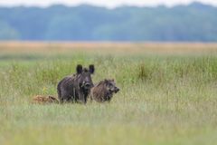 Wildschweinrotte im Frühjahr,