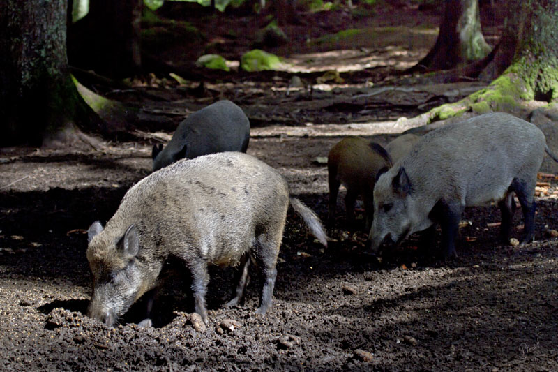 Wildschweinrotte im NP Bayer. Wald