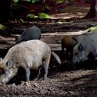 Wildschweinrotte im NP Bayer. Wald