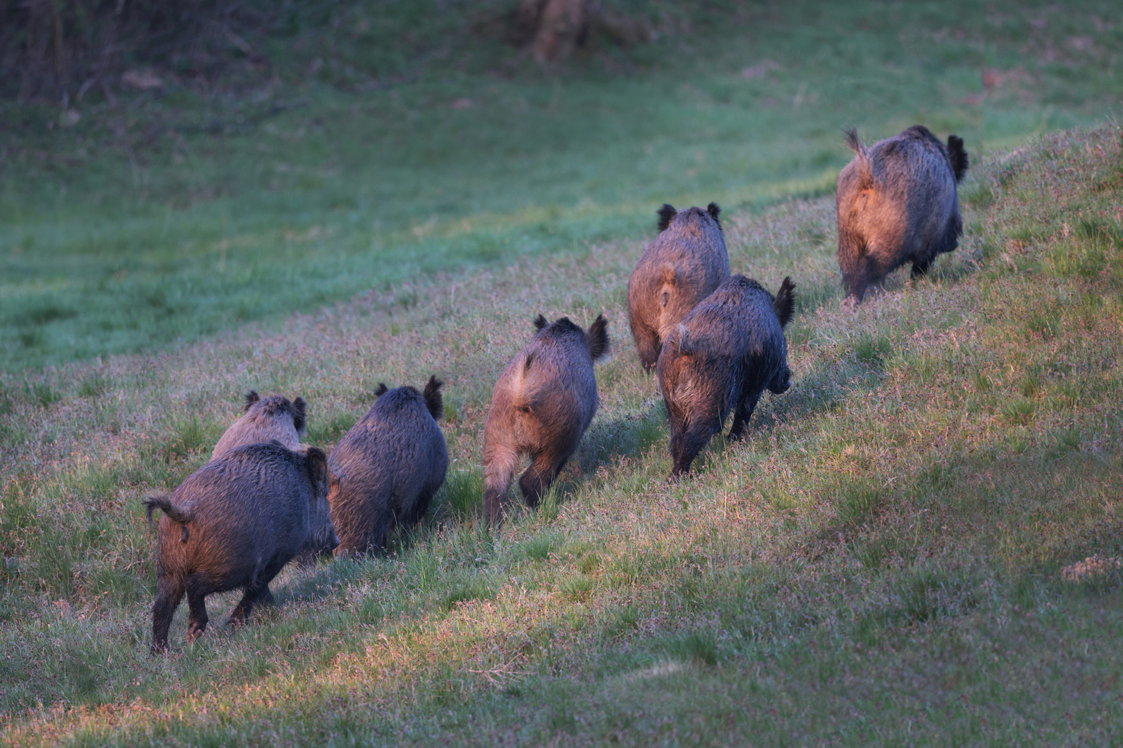 Wildschweinrotte (leider von hinten)