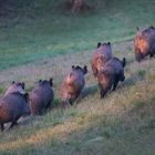 Wildschweinrotte (leider von hinten)