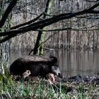 Wildschweinsau mit mindestens sieben Frischlingen