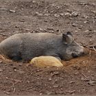 Wildschweinsuhle