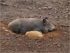 Wildschweinsuhle