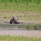 Wildschweinsuhle am Altrhein