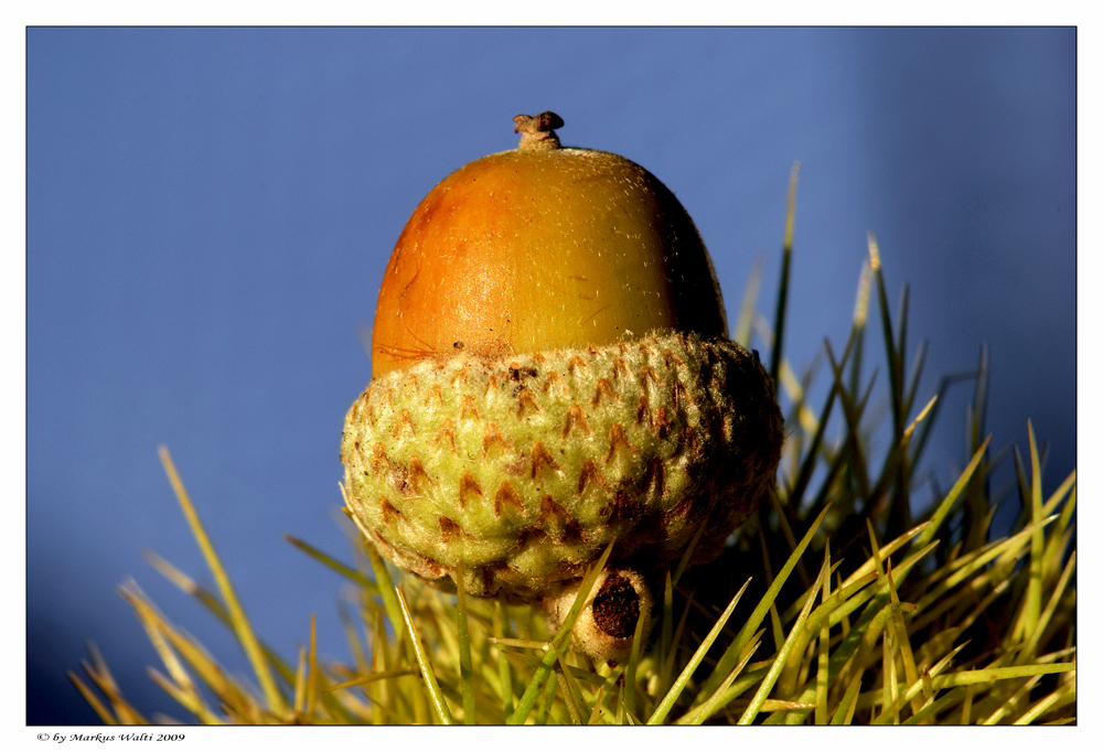 Wildschweintraum