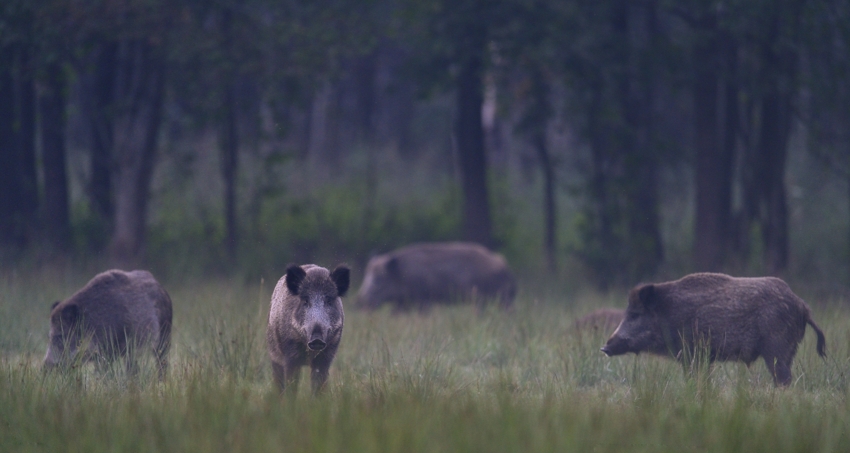 "Wildschweinwiese"...