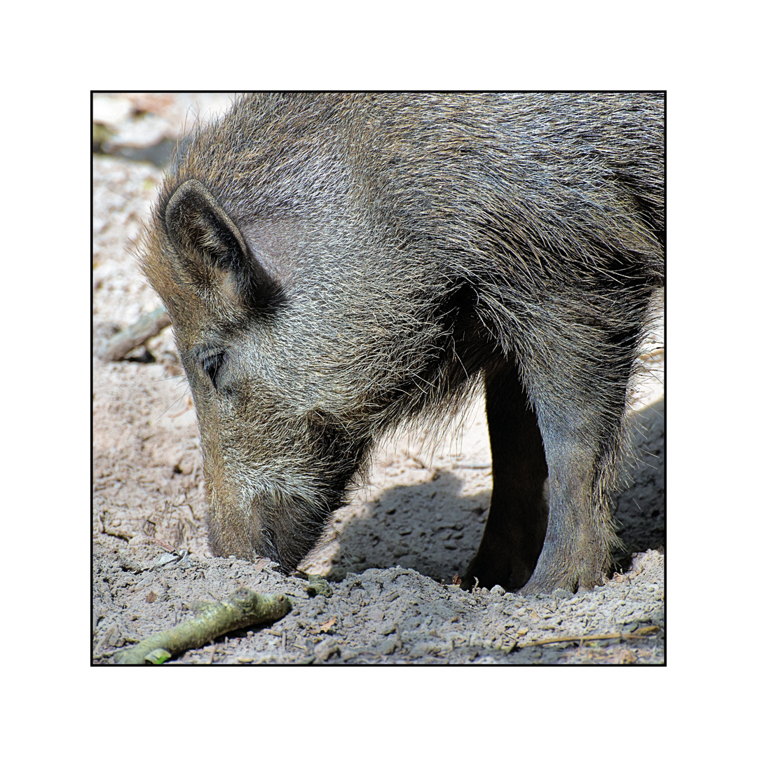 Wildschwein@work