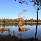 Wildsee am Kaltenbronn