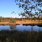 Wildsee am Kaltenbronn