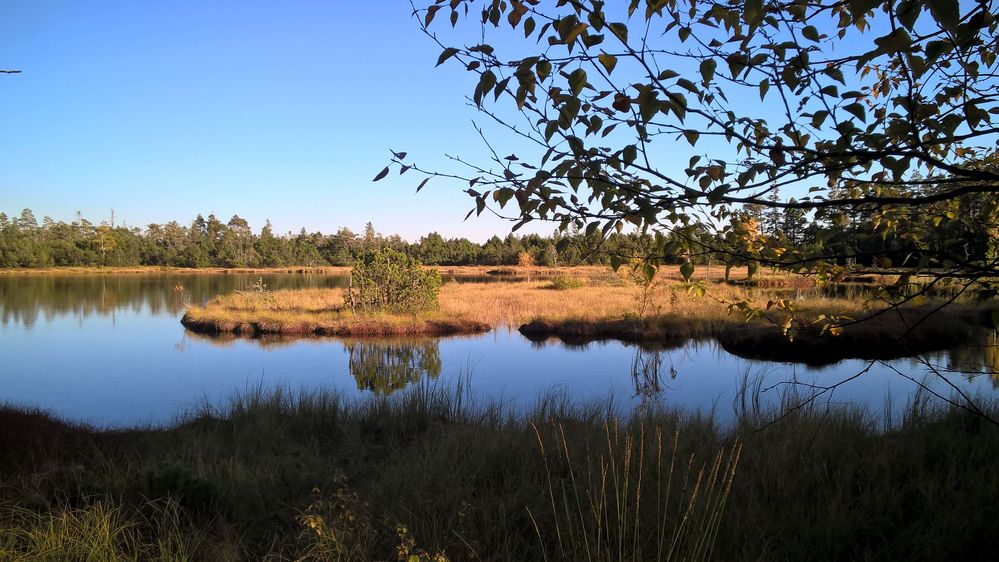 Wildsee am Kaltenbronn