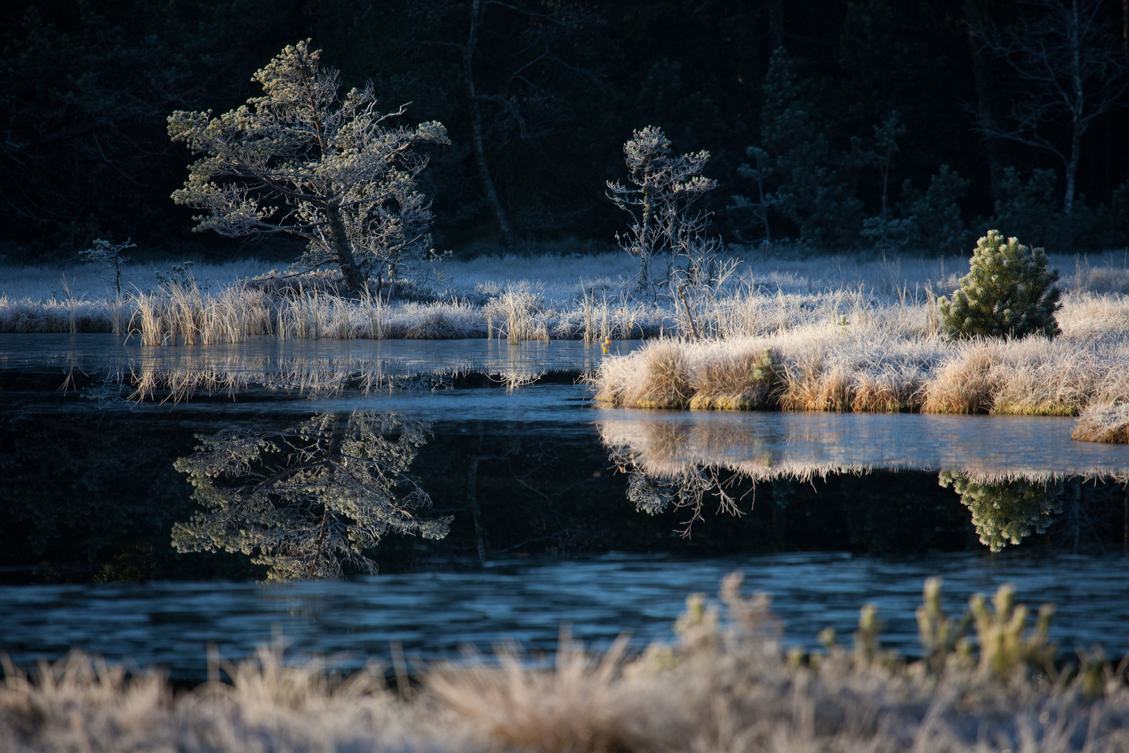 Wildsee auf dem Kaltenbronn (Nordschwarzwald)