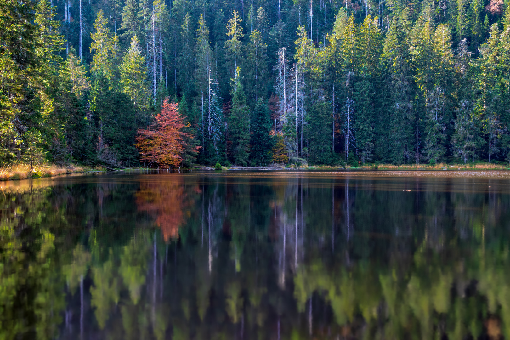 Wildsee, Kaarsee im Schwarzwald