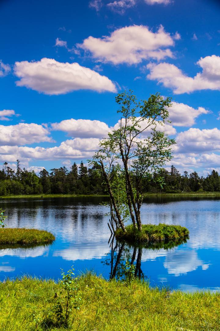 Wildsee Kaltenbronn