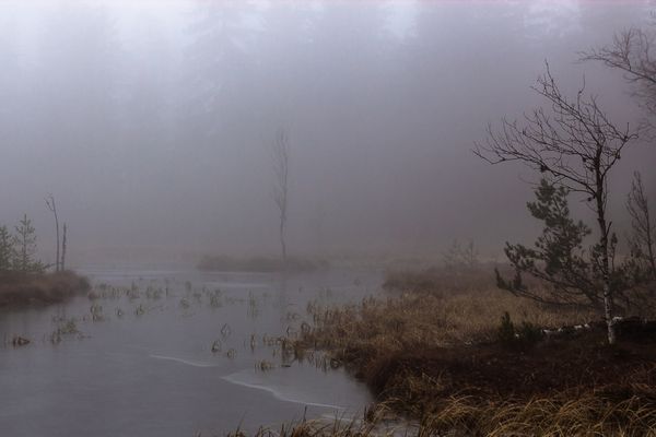 Wildsee (Kaltenbronn) Winternebel