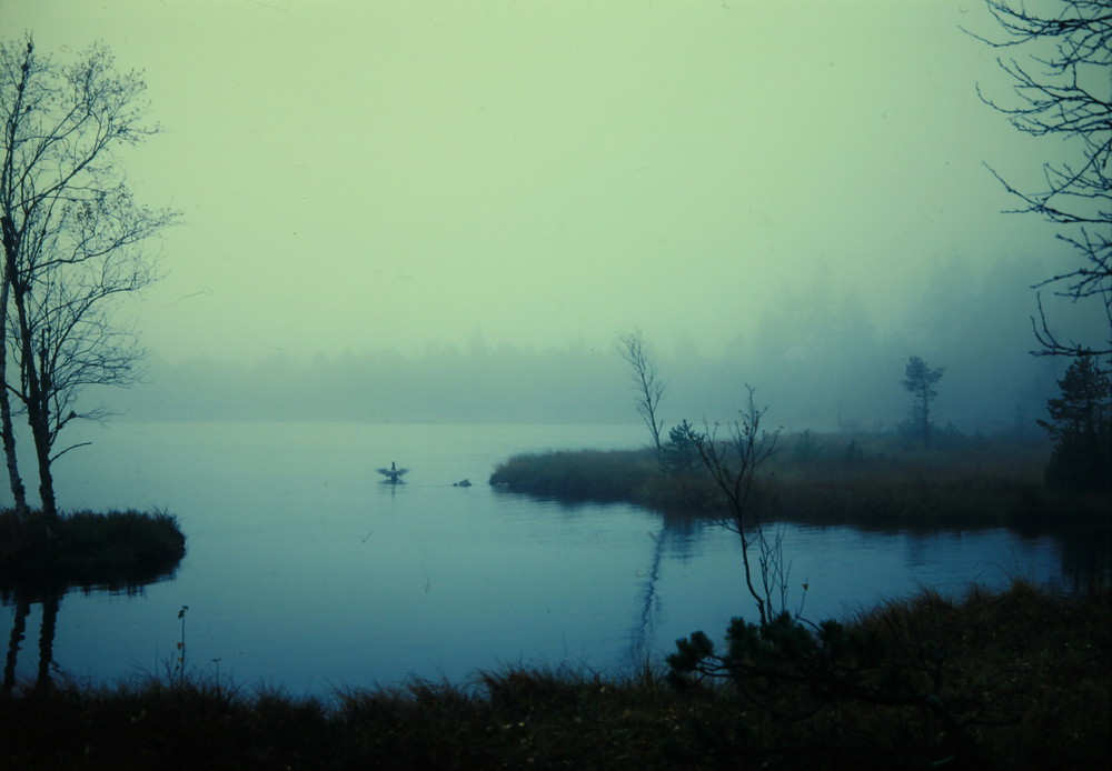 Wildsee (Nordschwarzwald) bei Nebel