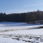 Wildspuren am Waldrand am Beginn des Kulturgrabens