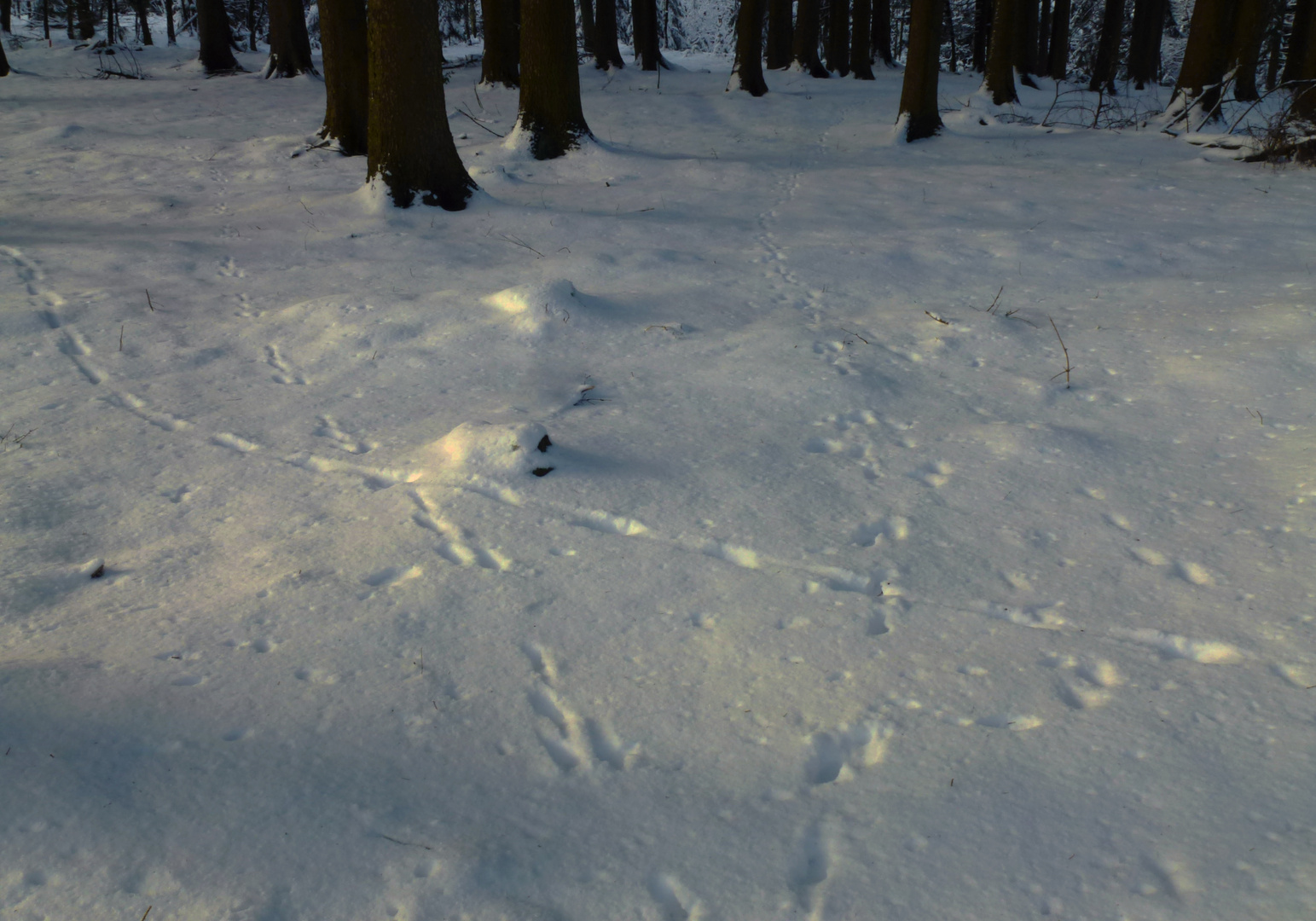 Wildspuren auf verschneitem Waldboden