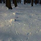 Wildspuren auf verschneitem Waldboden