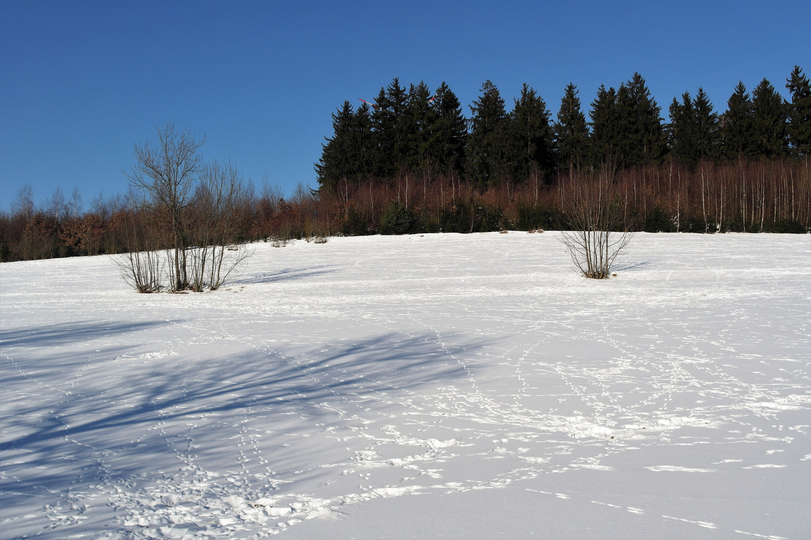 Wildspuren bis zur Hauptstraße