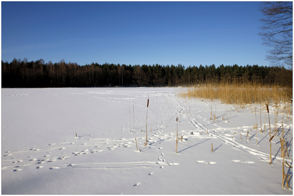 Wildspuren